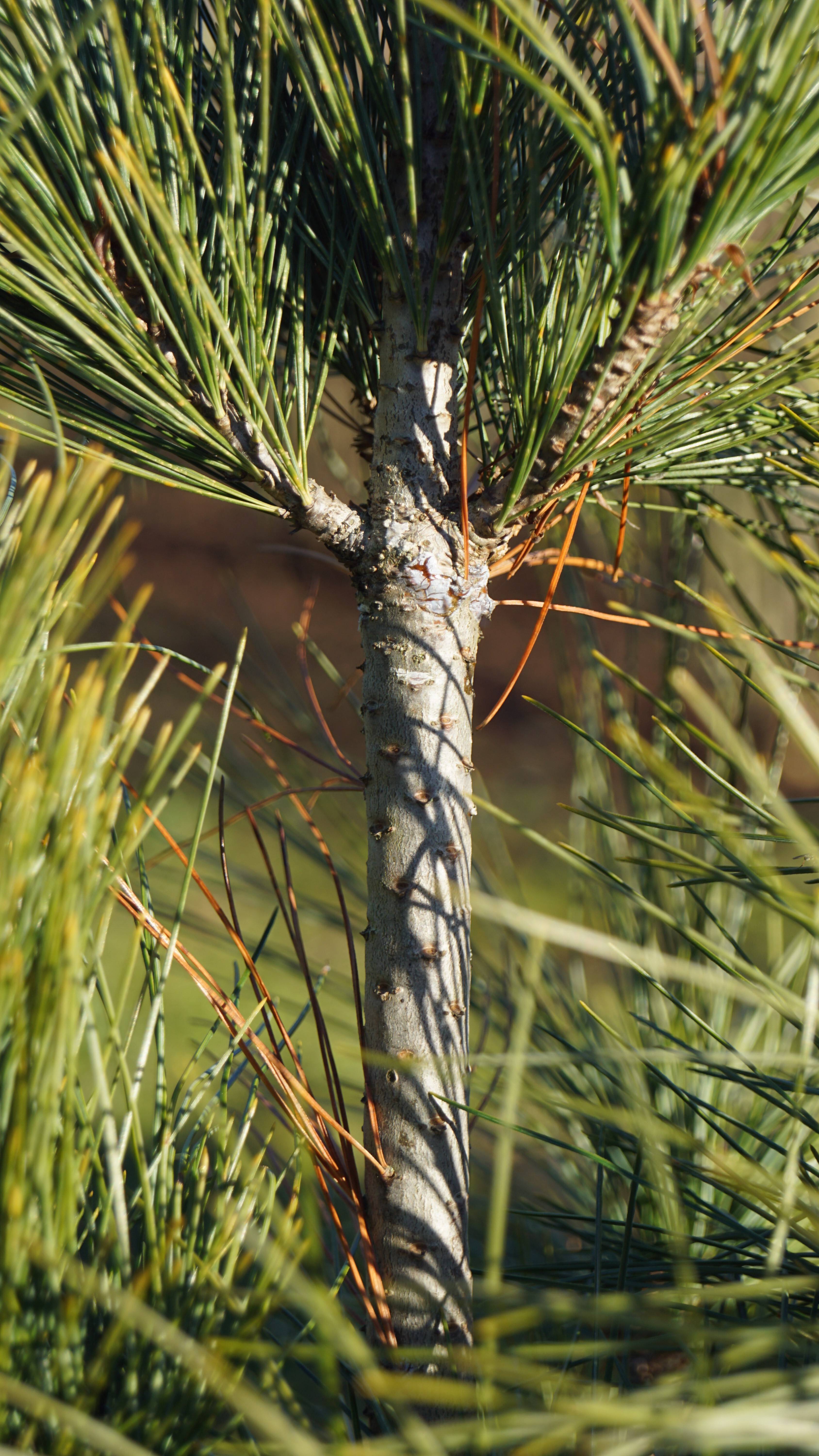 Pinus strobus 'Stowe Pillar' (3)